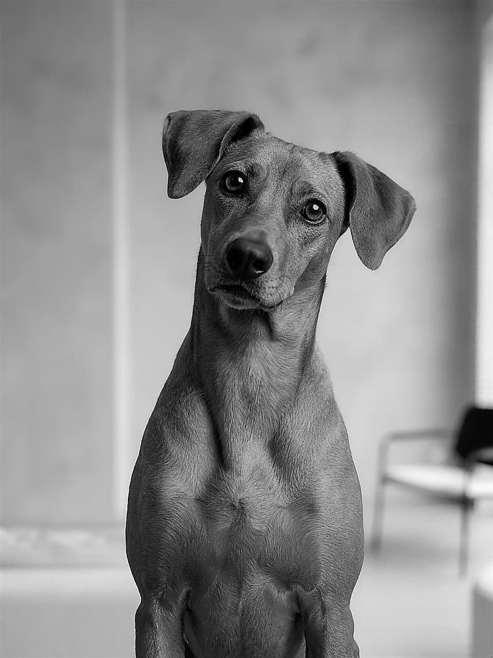 Essie, Office dog